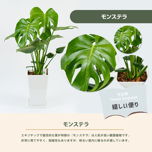 【観葉植物】モンステラ 緑の中道 IB067-006  観葉植物 ※北海道・沖縄・離島配送不可