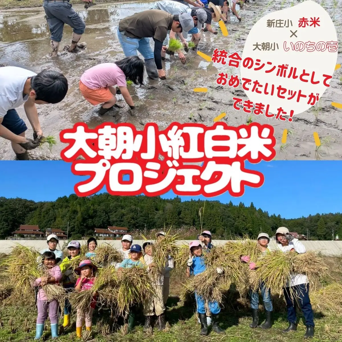 大朝小紅白米プロジェクト ハレの日ごはんセット_WA012_008