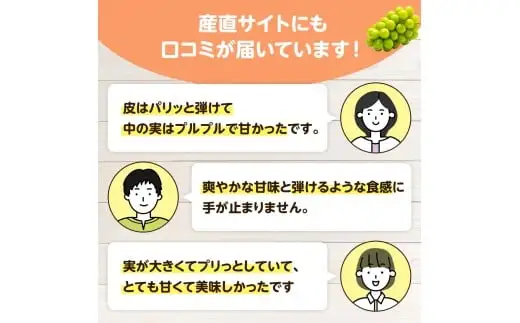 【2026年先行予約】 ここちとふぁーむ 【ご自宅用】 岡山県産 シャインマスカット お試し1房 500g以上 マスカット 【koko014-01】