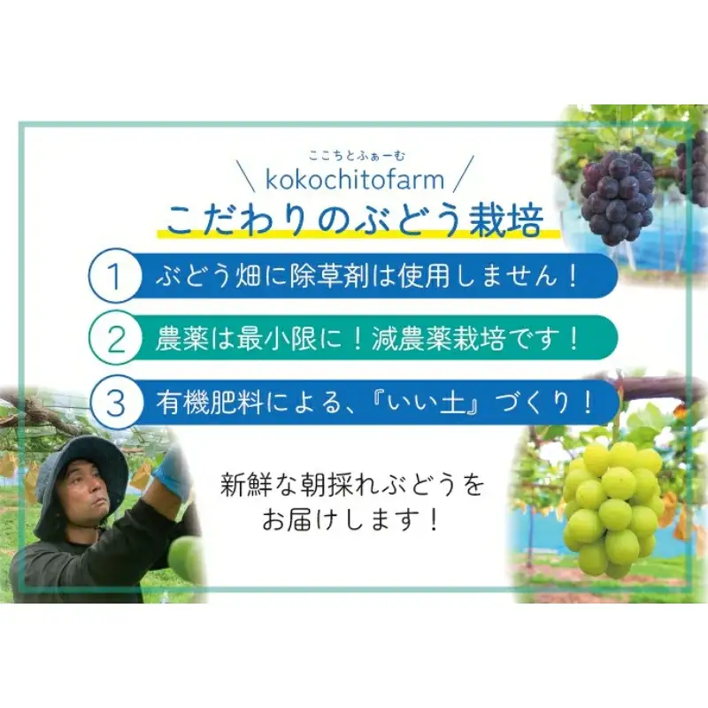 【2026年先行予約】 ここちとふぁーむ 【ギフト】 岡山県産 シャインマスカット＆旬のおまかせぶどう 2～3房 約1kg 【koko015-01】