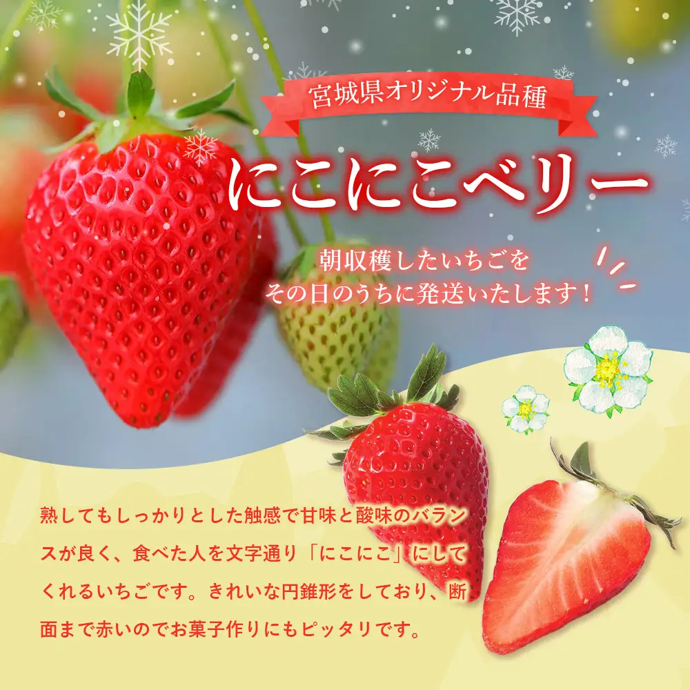 【先行受付】宮城県産いちご「にこにこベリー」約500ｇ（250ｇ×2）【58001AA0101】