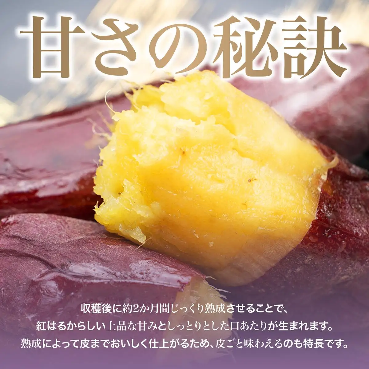 さつまいも 紅はるか 2ヶ月熟成 不揃い さつまいも【10kg】