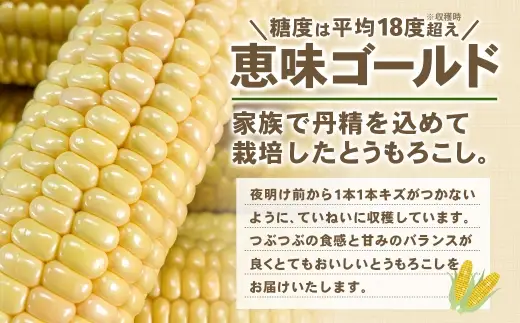 朝採りとうもろこし 恵味ゴールド 10本入り 【2026年7月上旬～8月上旬発送予定】
