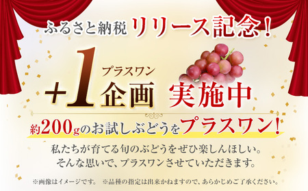 〈プラスワン企画実施中〉 シャインマスカット 2房 ＋ お試しぶどう 1房 計 1.4kg Orchard M《8月中旬-10月上旬頃出荷》熊本県 長洲町 果物 フルーツ スイーツ デザート