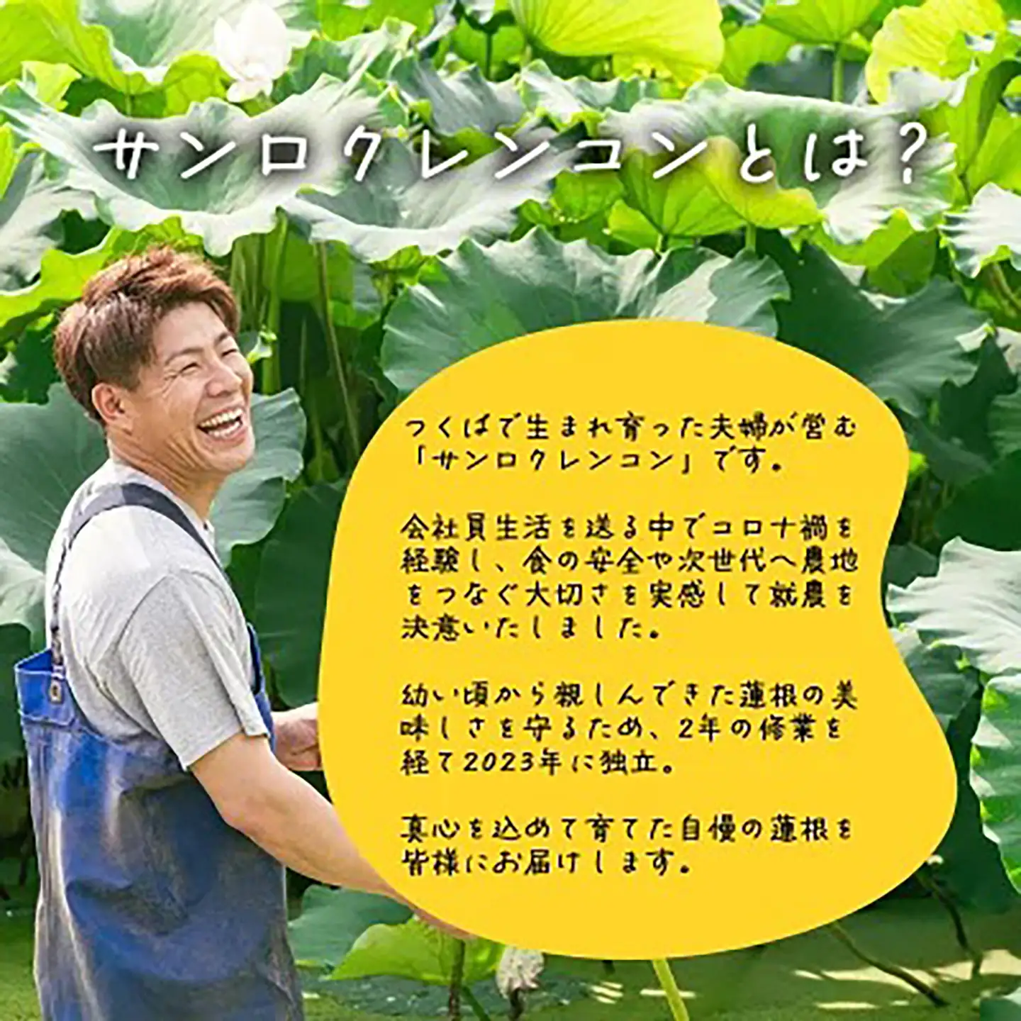 れんこん 朝採れ 2kg れんこん