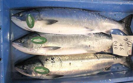 トキシラズ 約4kg 鮭 サケ 魚 トキシラズ 生鮮 北海道 釧路市 F5F-0111