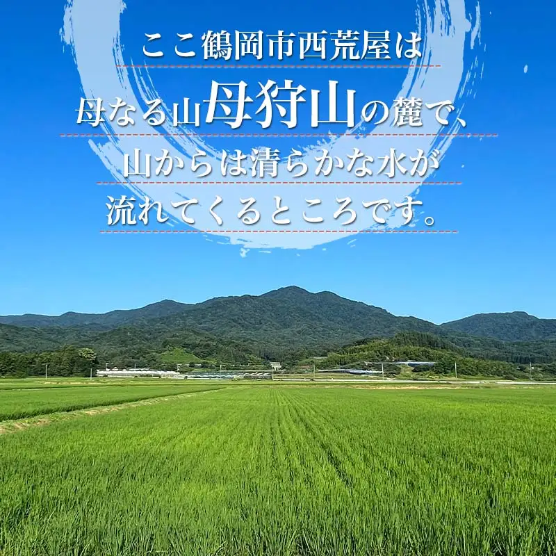 【令和8年産先行予約】ミルキープリンセス　無洗米　5kg　山形県鶴岡市産　伊藤農園　| 米 コメ こめ 5キロ ブランド米 庄内米 米どころ 農家直送 ごはん 美味しい おすすめ お取り寄せ 返礼品