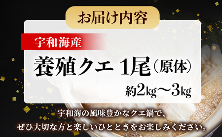＜活き〆 幻のクエ（養殖）1尾＞ 原体 真クエ くえ 約2kg～3kg 約5～6人前 宇和海産 鍋用 鮮度 刺身 鍋 お鍋 クエ鍋 海鮮鍋 たっぷり 食卓 海鮮 魚介 魚 高級魚 国産 橋本鮮魚 愛媛県 西予市【冷蔵】『1か月以内に順次出荷予定』UHS0001