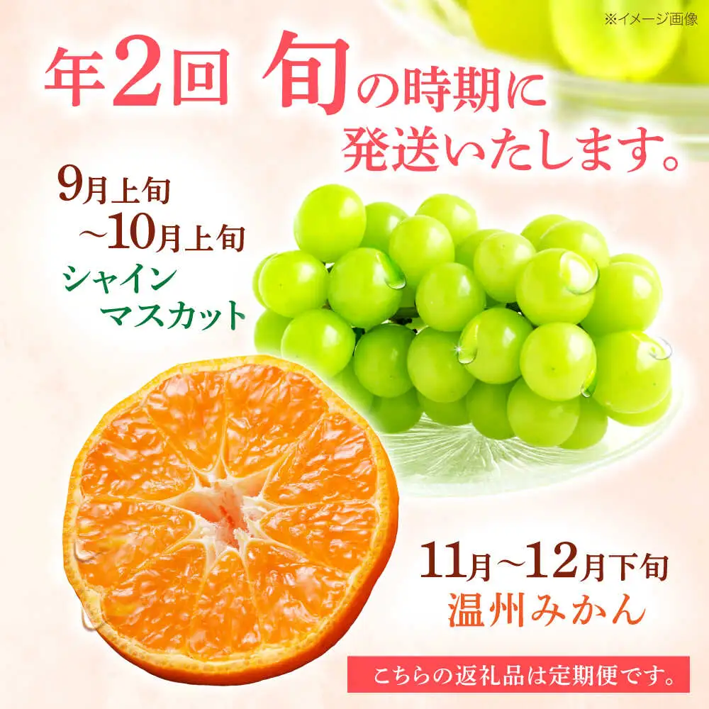 【2回定期便】※【2026年シーズン発送／先行予約】フルーツ定期便 シャインマスカット 約1.3kg(2房から3房) / 温州みかん(10kg) 家庭用 / フルーツ フルーツ定期便 果物定期便 シャインマスカット みかん / 諫早市 / 肥前グローカル株式会社[AHDI012]