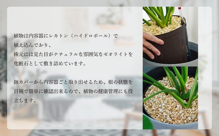 【グレー】大型観葉植物 ≪1鉢≫ 鉢カバー付き 観葉植物
