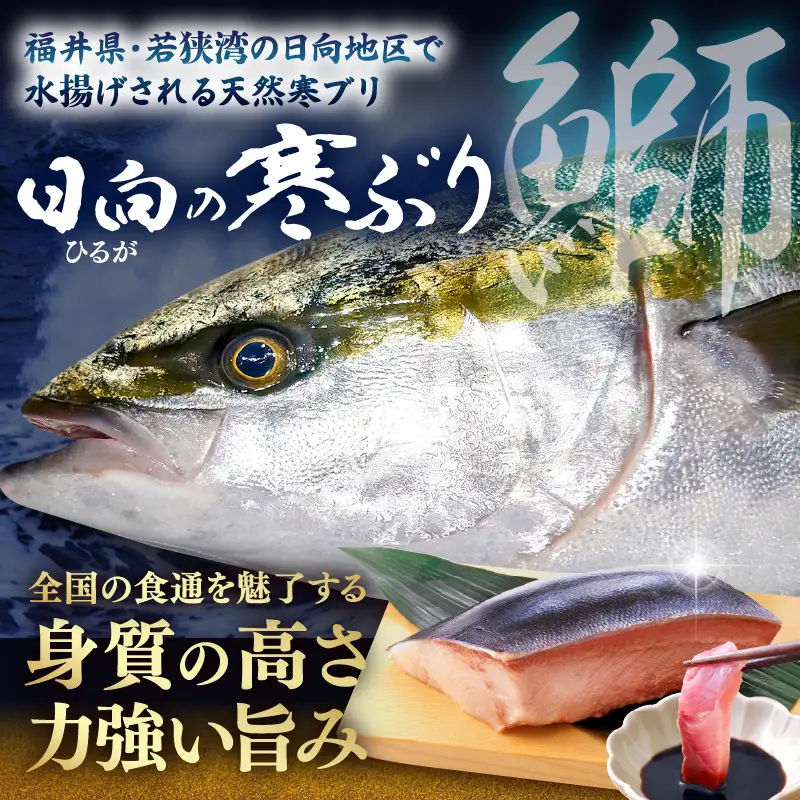 【先行予約】若狭・日向の天然寒ブリ 脂たっぷり（8kg以上）一本物 内臓処理 血抜き済み 寒ぶり【2026年12月下旬以降順次発送予定】[m17-l001]