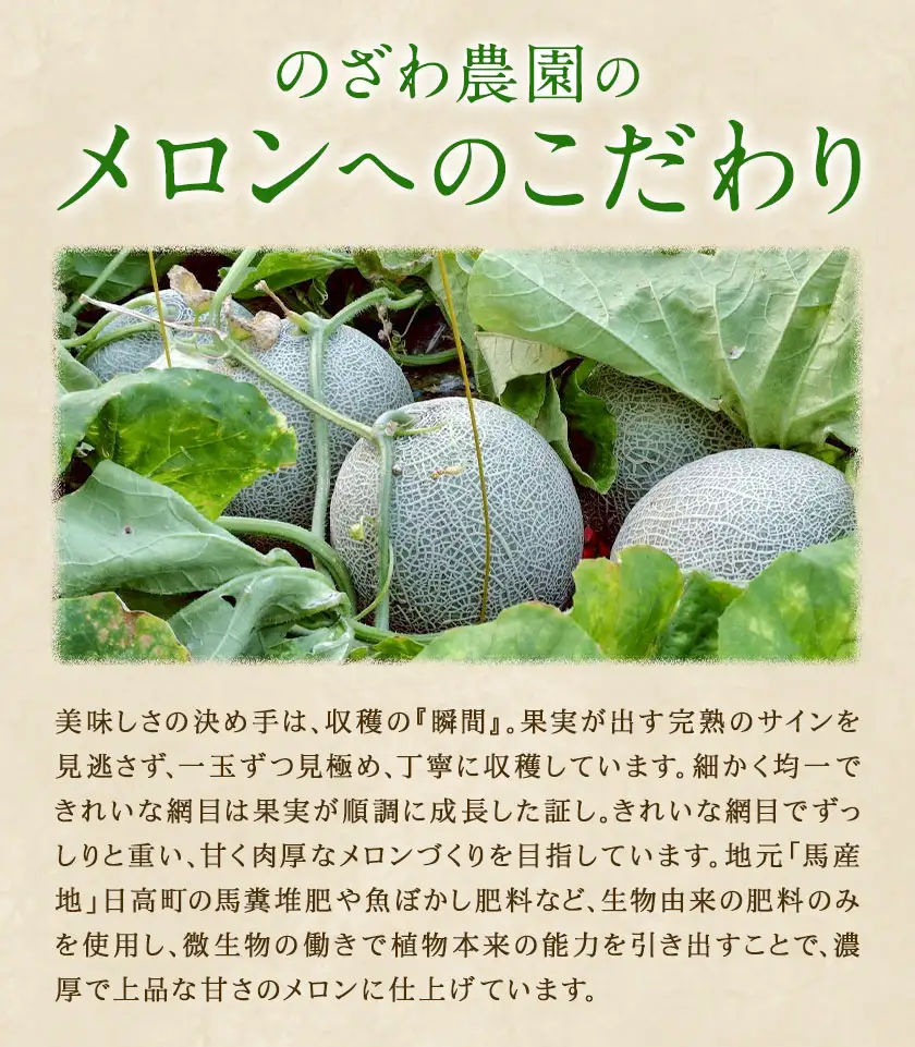 先行予約 日高メロン  4-6玉 約8-9kg のざわ農園 《7月上旬-8月中旬出荷》