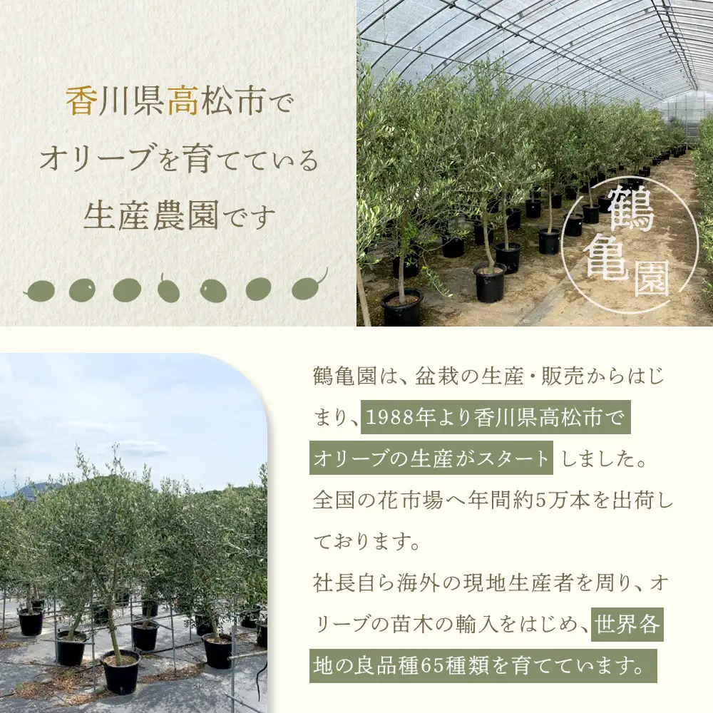 オリーブの木　Sサイズ　高さ約100～130cm