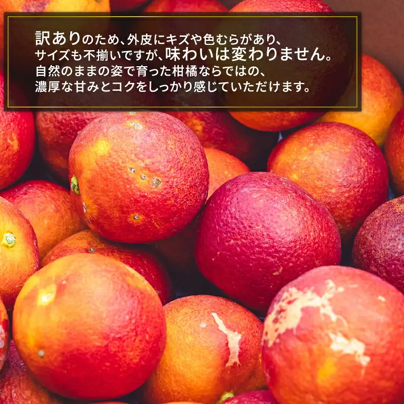 訳あり ブラッド オレンジ モロ 5kg コルレオファーム ブラッドオレンジ B012-145024