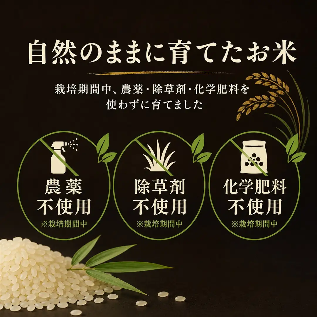 【佐渡産 こだわりの自然栽培米】令和7年度産 コシヒカリ 白米5kg