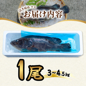 クエ 活き締め 3～4.5kg 本クエ アラ 鮮魚 クエ鍋 高級 高級魚 産地直送 冷蔵 養殖 国産 九絵 鍋