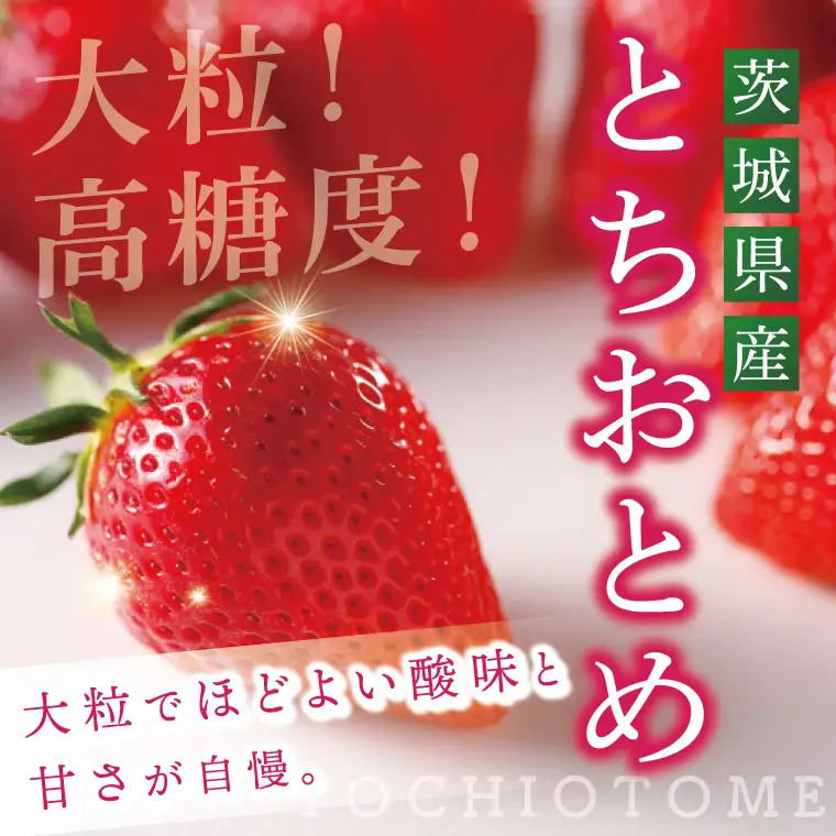 いちご とちおとめ イチゴ 苺 1箱 4パック JAなめがたしおさい直送 大粒 酸味 甘さ 減農薬 果物 フルーツ 冬 旬 【茨城県共通返礼品/行方市産】【先行予約｜2026年1月上旬より順次発送】(96-01)