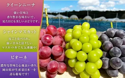 大粒 ぶどう 3種 セット 3房 計約2kg シャインマスカット ピオーネ クイーンニーナ 【2026年10月上旬から12月下旬頃迄発送予定】 ／ マスカット 葡萄 ブドウ 種無し 種なし