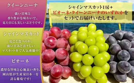 大粒 ぶどう 2種 セット シャインマスカット他 2房 計約1.2kg 【2026年10月上旬から12月下旬頃迄発送予定】 ／  シャインマスカット マスカット 葡萄 ブドウ 種無し 種なし
