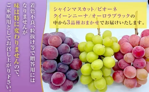 訳あり 大粒 ぶどう 3種 セット 3～4房 計約1.8kg シャインマスカット・ピオーネ等 おまかせ【2026年10月上旬から12月下旬頃迄発送予定】 ／  マスカット ピオーネ 葡萄 ブドウ 種無し 種なし