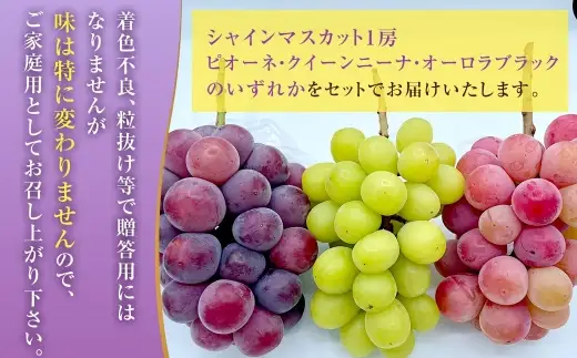 訳ありぶどう2種セット 約1kg 2房【2026年10月上旬から12月下旬頃迄発送予定】 ／ マスカット ピオーネ 葡萄 ブドウ 種無し 種なし