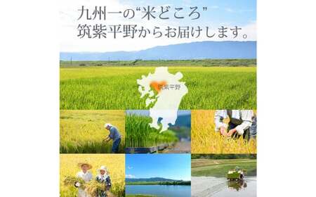 【令和7年産】福岡県産 【特A】評価のお米「元気つくし」5kg×2袋（10kg）白米 精米 お米 米