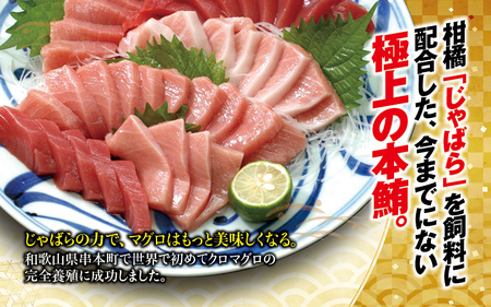 まぐろ 本マグロ 大トロ&中トロ＆赤身セット 500g（養殖)  【配達日指定不可】【nks110D】