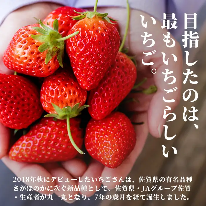 先行受付 いちごさん 240g×4P【生産者直送】いちご イチゴ  佐賀県 鹿島市【2027年2月頃～4月頃の発送予定】B-891