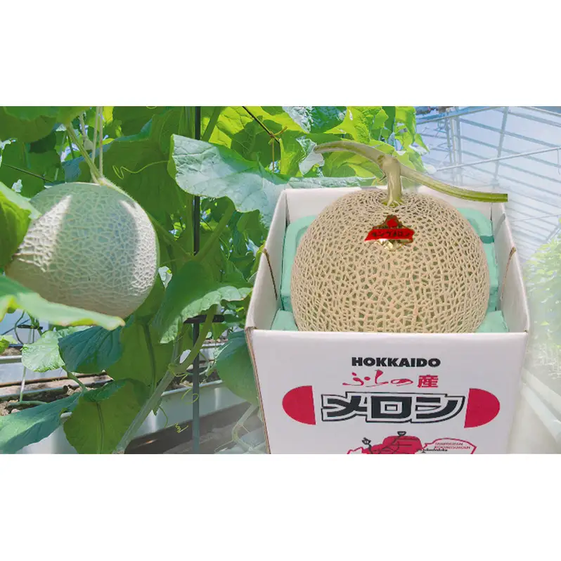 富良野産 キングメロン 大玉 1玉 特秀品(2.3kg以上) 赤肉 メロン 富良野メロン 果物 フルーツ 甘い ジューシー 新鮮 ブランドメロン 贈り物 ギフト おやつ 夏 北海道 富良野市