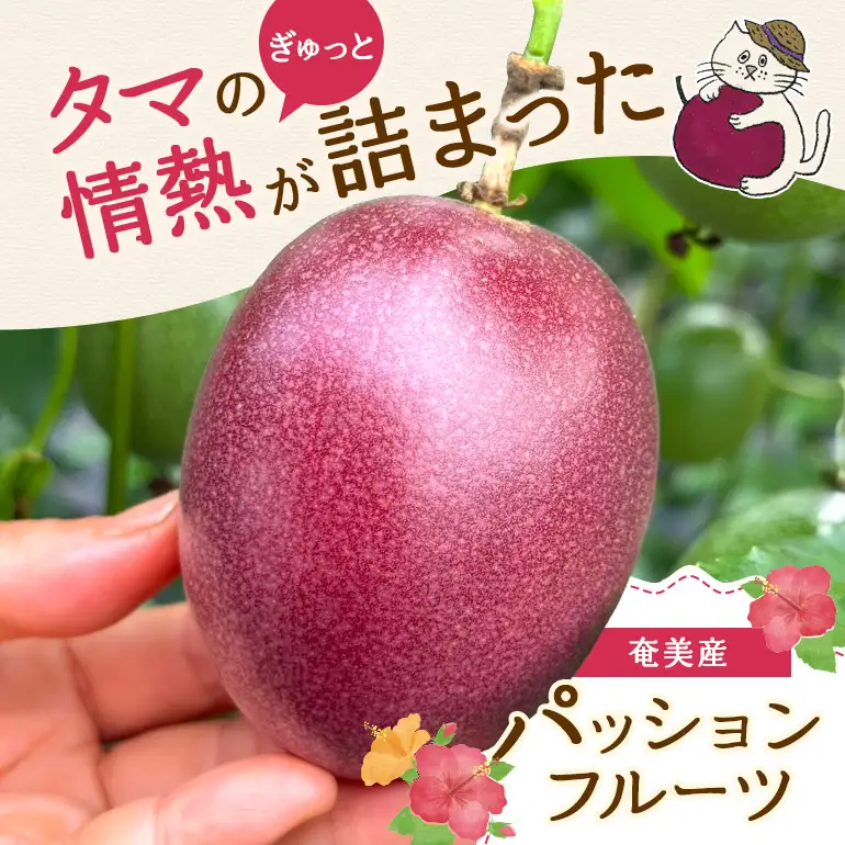 【 2027年 先行予約 】【 情熱のタマ 】 奄美産 パッションフルーツ 3.5kg （ 45玉前後 ） A203-001-02 フルーツ 果物 果実 期間限定 限定 甘酸っぱい 濃厚 美味しい おいしい 産地直送 奄美あさひ農園 ふるさと納税 鹿児島 奄美市 おすすめ ランキング プレゼント ギフト