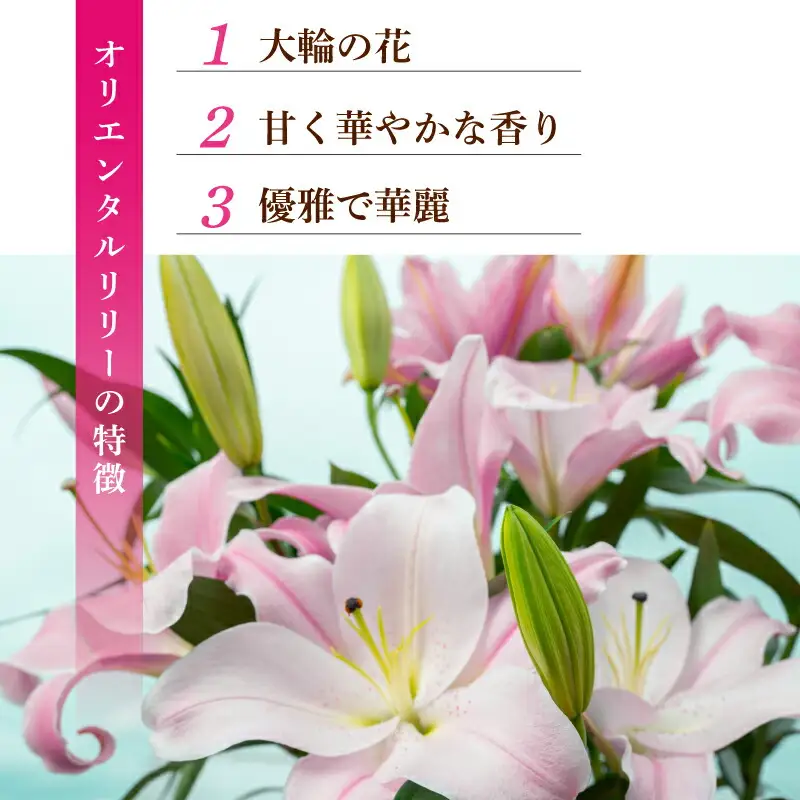  ユリ(オリエンタルリリー)5本 3ヶ月定期便【ユリ】