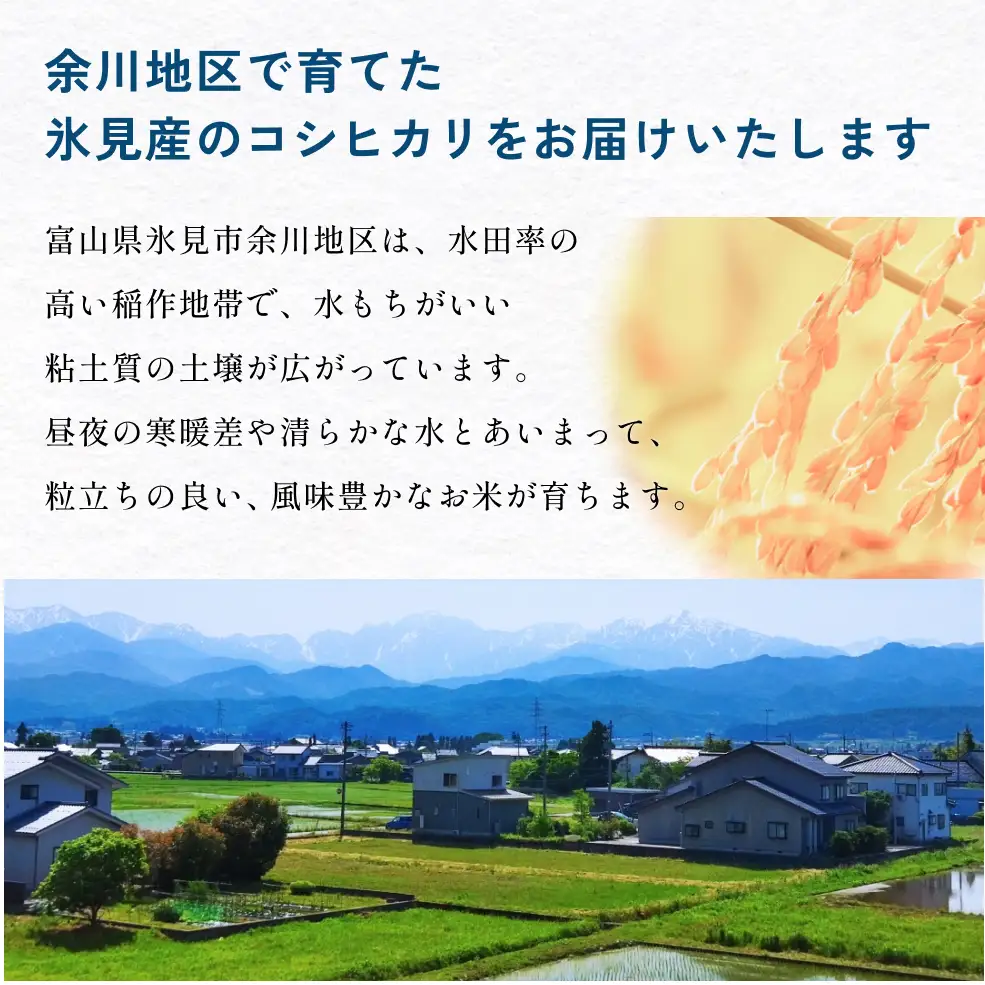 【5回定期便】富山県産 コシヒカリ 10kg 富山県 氷見市 米 コシヒカリ 定期便