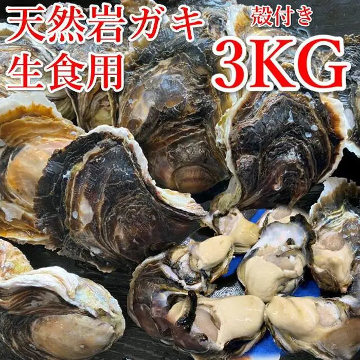 129.【先行予約】天然岩ガキ　3kg（殻付き）岩がき　牡蠣◇　※2027年6月～8月上旬頃に順次発送予定 ※北海道・沖縄・離島への配送不可