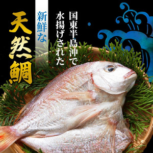 驚愕の大きさ！訳あり天然鯛の一夜干し1.8kg _1554R
