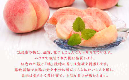  桃 8玉～9玉 福岡県産 産地直送 フルーツ 果物 もも ピーチ 果物 フルーツ お取り寄せ 【2027年6月下旬～7月下旬発送】