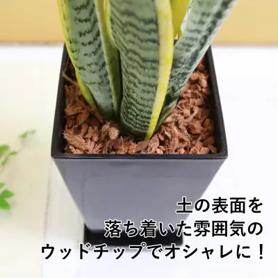 【観葉植物】サンスベリア 5号 ブラックスクエアプラスチック鉢 土の表面:ウッドチップ【観葉植物 インテリア 部屋 おしゃれ 福岡県 筑前町 送料無料 AG055】