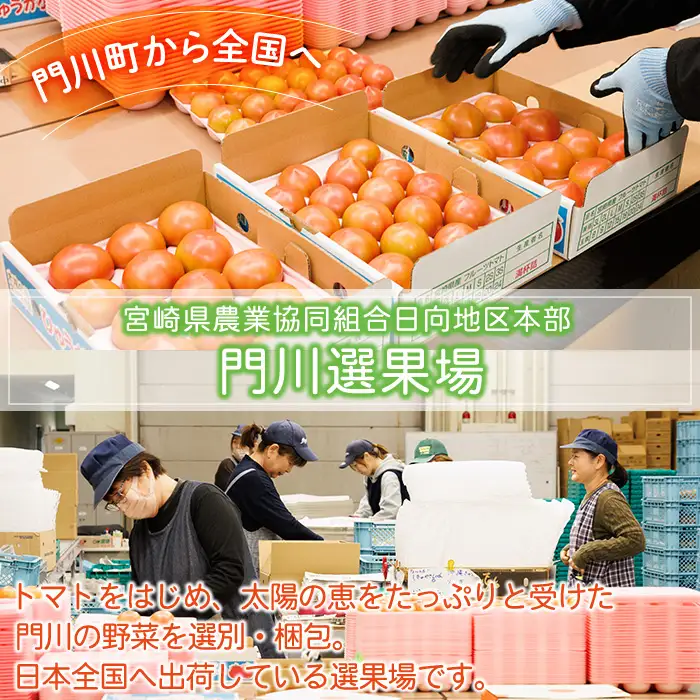 ＜先行予約受付中！2027年1～5月の間に発送予定＞門川ひなたのトマト(800g×1箱)  野菜 冷蔵  【TM-01】【宮崎県農業協同組合日向地区本部(門川選果場)】