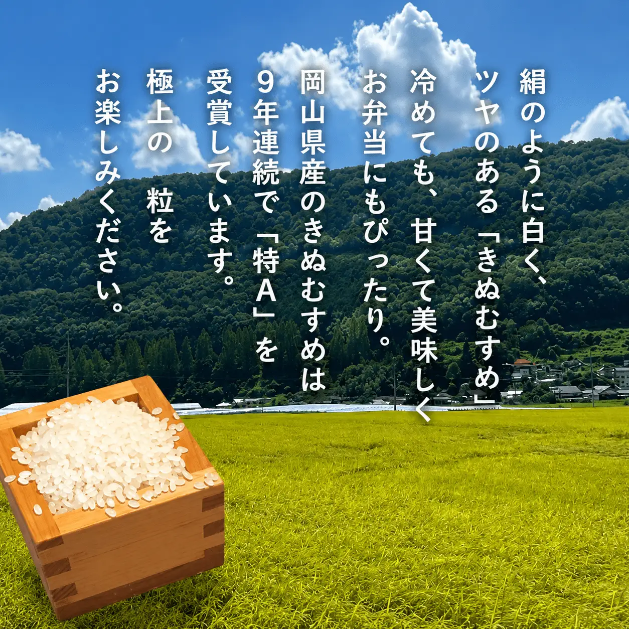 米 精米 令和8年産 岡山ほたる米 きぬむすめ 精米5kg (岡山県真庭産) 【KF-R003-02】