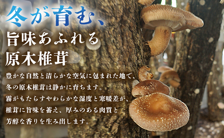 ＜冬季限定 原木生しいたけ 優品 約1kg＞ 20個前後 原木生椎茸 しいたけ シイタケ きのこ 優品 バーベキュー BBQ すき焼き しゃぶしゃぶ 料理 国産 愛媛県産 横林自治振興協議会 愛媛県 西予市【冷蔵】『11月中旬～3月上旬に順次出荷予定』NYJ0008