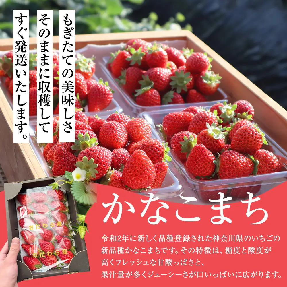 【期間限定・数量限定！】神奈川県新品種「かなこまち＆さちのか」食べ比べセット　完熟イチゴ　苺　4パック入り |  フルーツ 果物 食べ比べ セット 神奈川県 小田原市