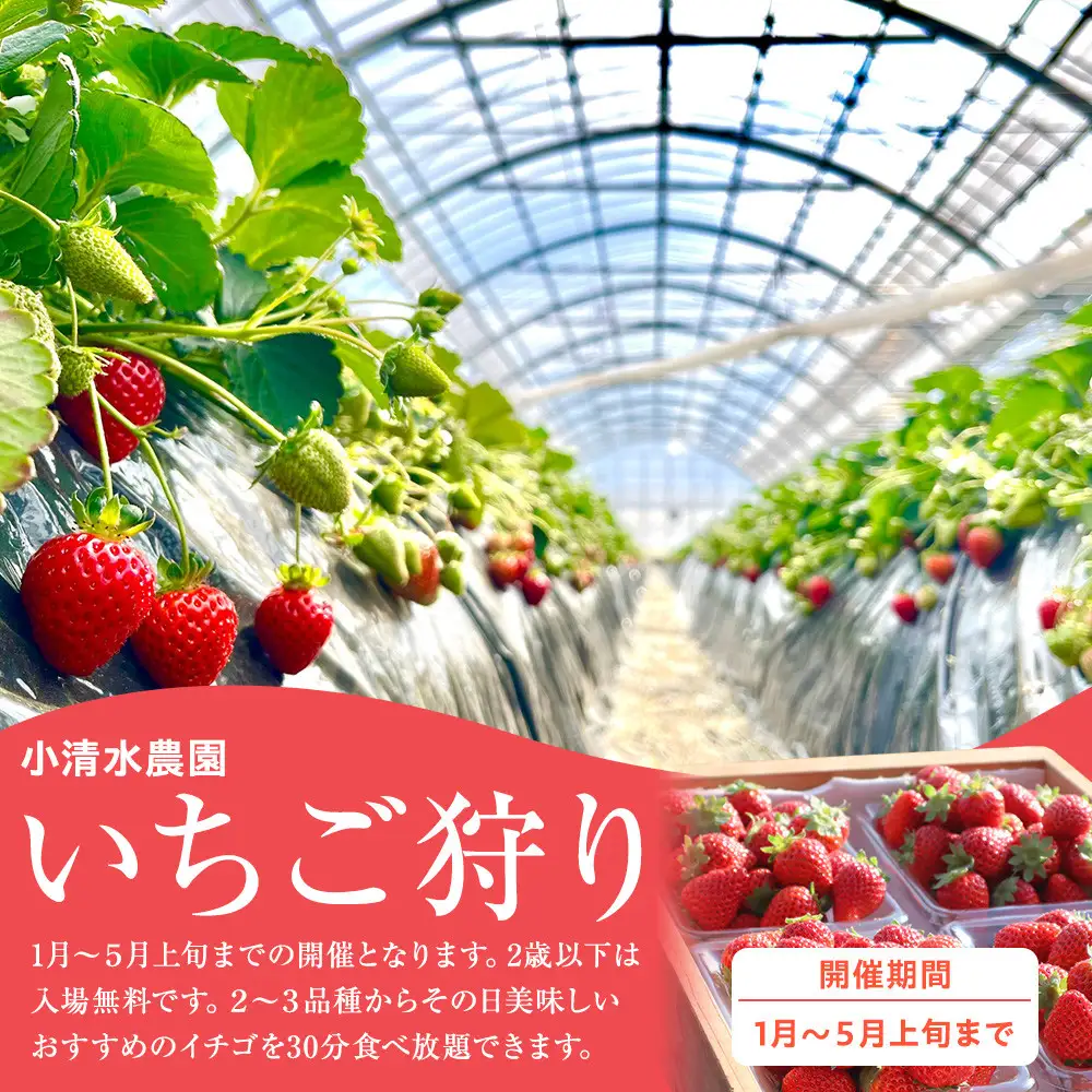 いちご狩り　入場券　2名様　食べ放題30分|  苺 イチゴ 体験 食べ放題 フルーツ 果物 神奈川県 小田原市