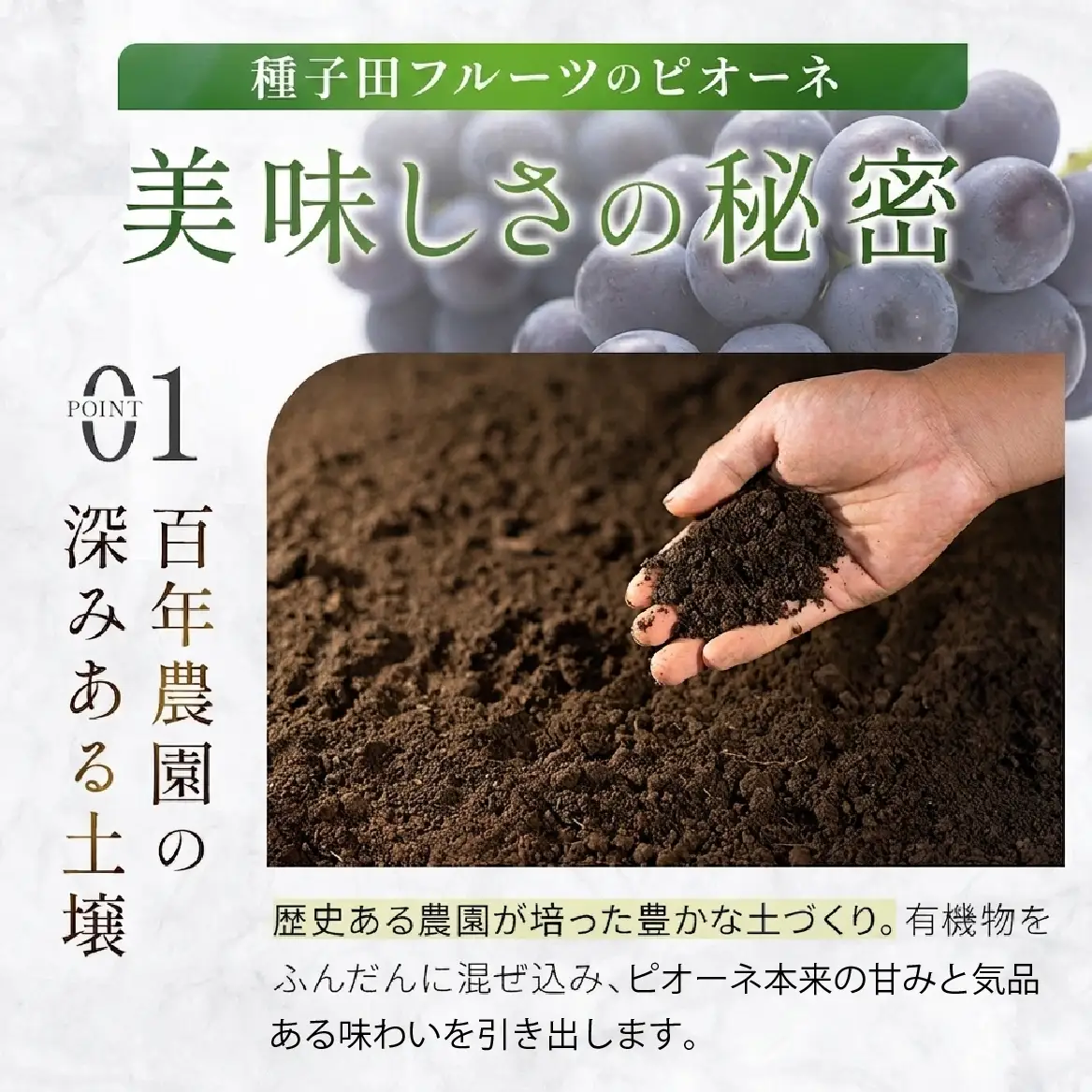 ぶどう 【大粒・種なし】ピオーネ（ニューピオーネ）2kg ぶどう 