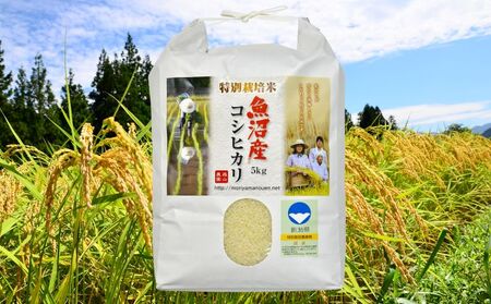 令和8年産 【新潟県認証】森山農園特別栽培米魚沼産コシヒカリ（精米）10kg（5kg×2）