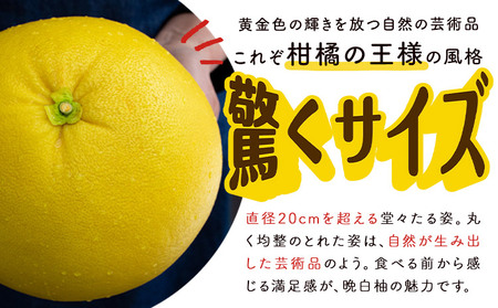 晩白柚 1玉 2Lサイズ ばんぺいゆ 熊本《12月上旬-1月末頃出荷》熊本県 氷川町 果物 フルーツ 熊本県産 晩白柚 ばんぺいゆ