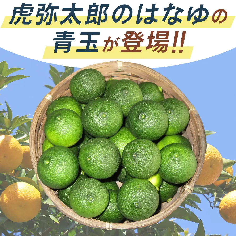 【先行受付】柚子 花柚子 青玉 ８パック hy-0001