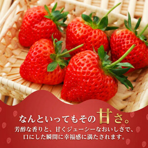 【先行予約 苺】 越後姫3L～2L 24粒 or 30粒  新発田市 苺 sugai002_02