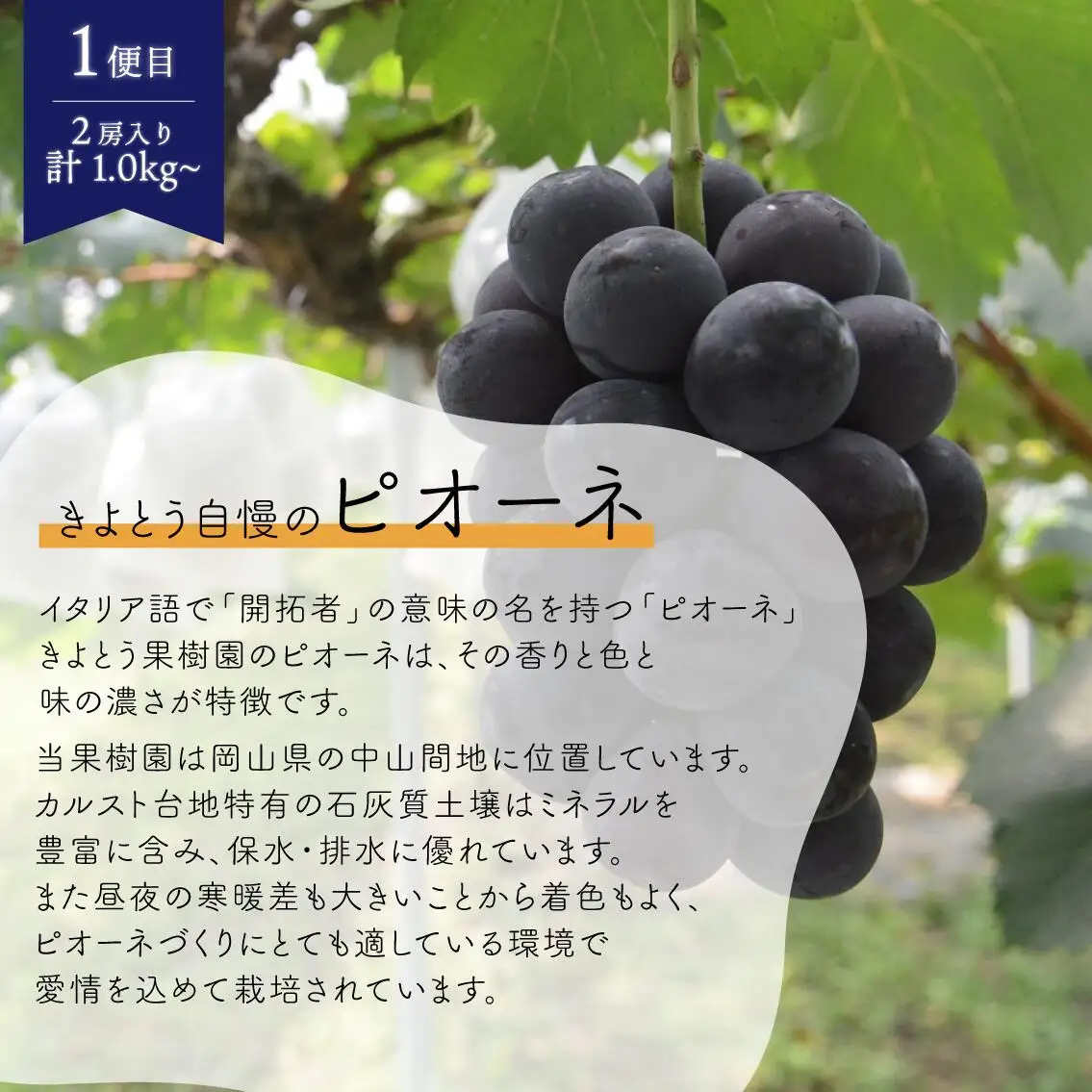 ピオーネとシャインマスカット、中2房の2回便！(定期便) (岡山県産)【KF-T002-02】