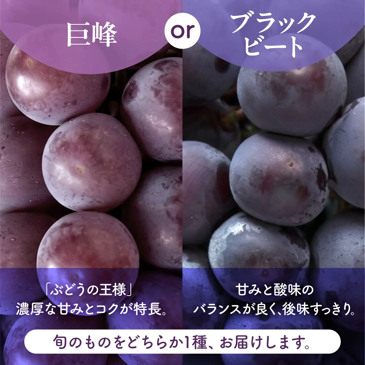 先行予約 訳あり人気の黒ぶどう(巨峰orブラックビート)約600g葡萄ぶどうブドウZFO007