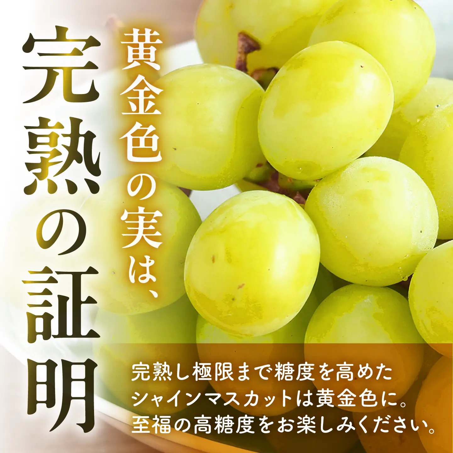 先行予約 訳ありこだわりのシャインマスカット約600gぶどう葡萄シャインマスカットZFO008