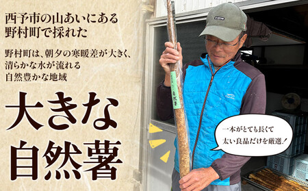 ＜自然薯 約2kg＞ 野菜 やさい 山芋 長芋 いも とろろ じねんじょ 国産 愛媛県産 とろろご飯 とろろ汁 料理 ノムランド 愛媛県 西予市【常温】『2026年1月中旬～3月末迄に順次出荷予定』NNM0009